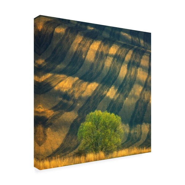 Krzysztof Browko 'Tree On A Farm' Canvas Art,35x35